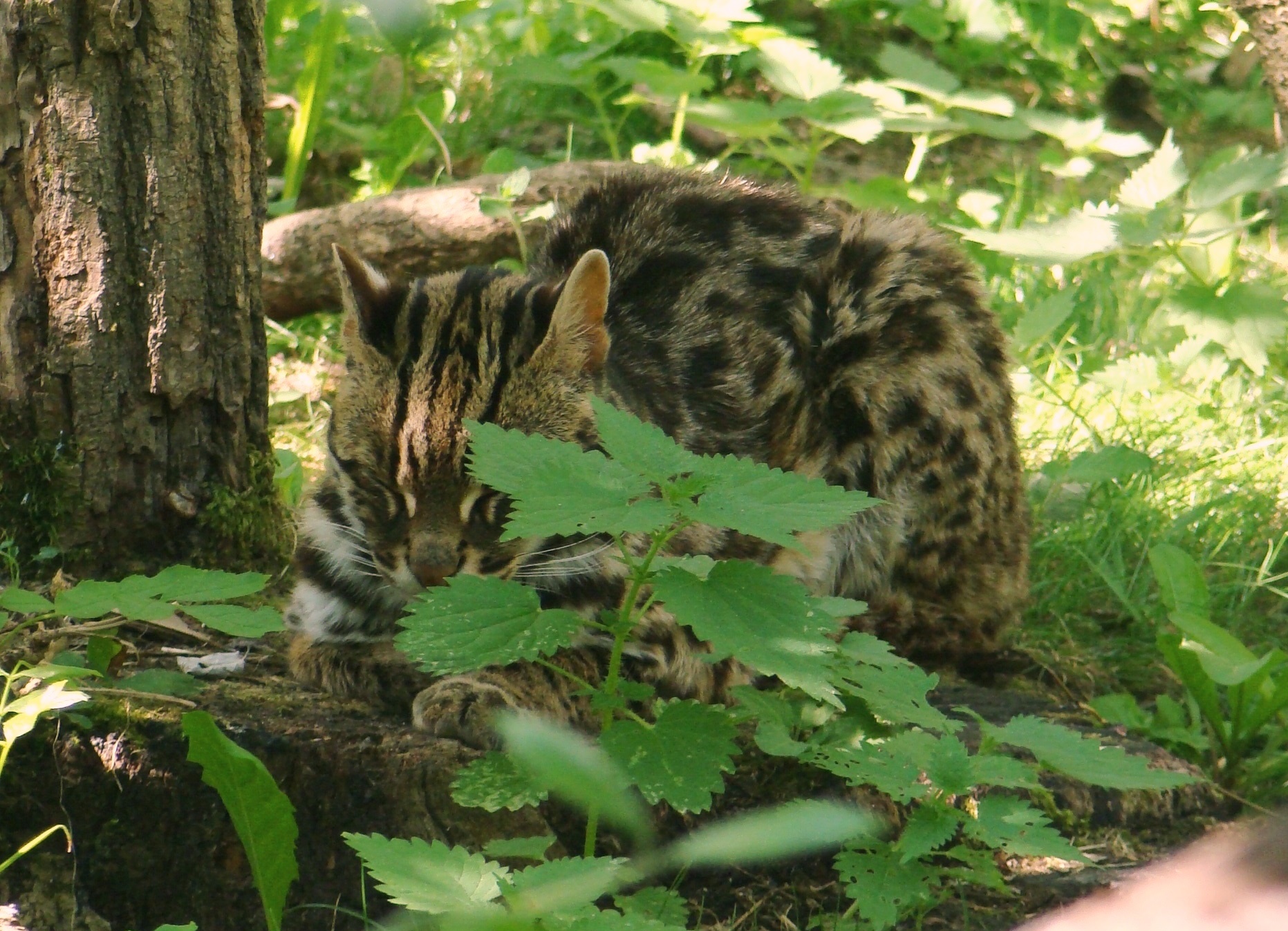 Asian leopard cubs for sale