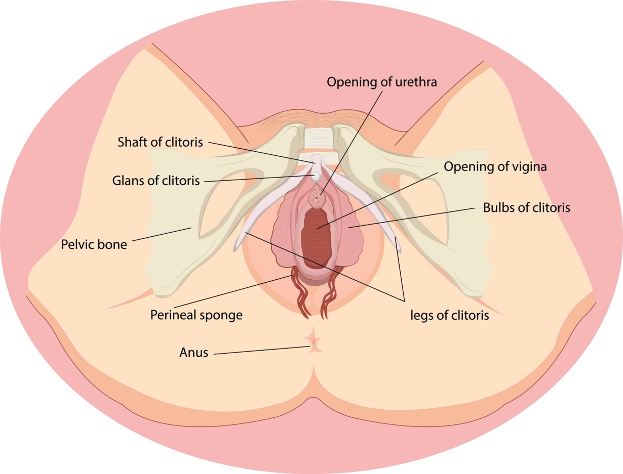 Extreme urethra and cervix