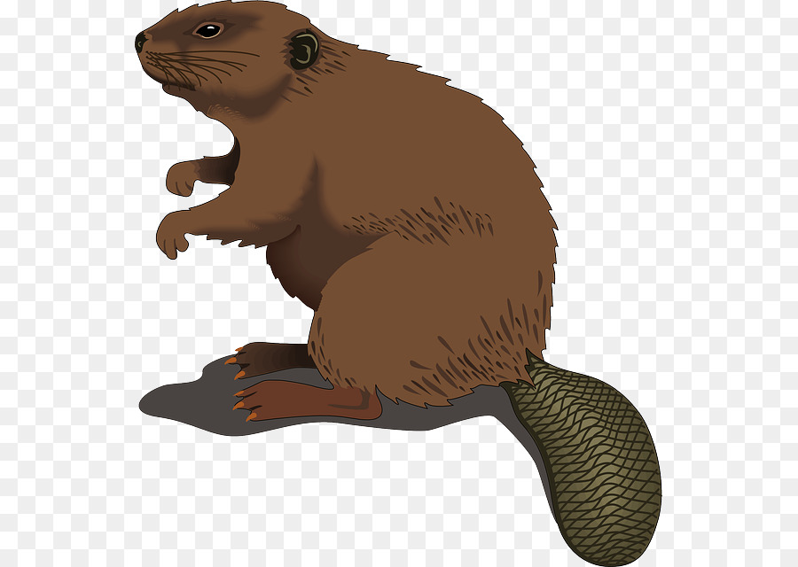 Pictute aniamal shaved beaver