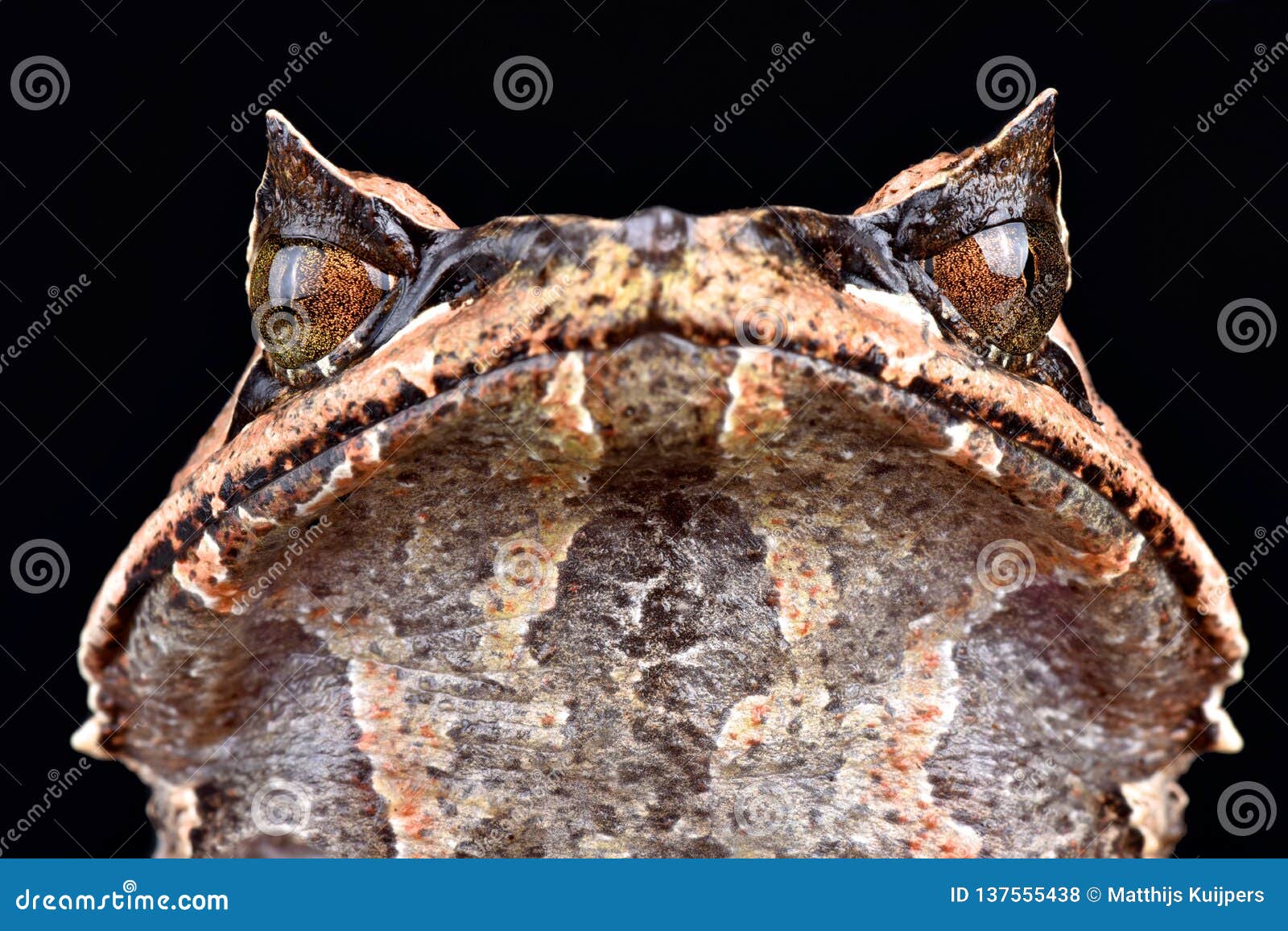 Asian horned frog