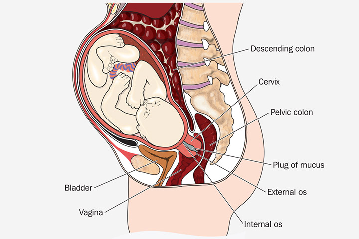 Extreme urethra and cervix
